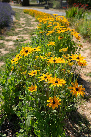 BeesnBlooms_LR_2023_64