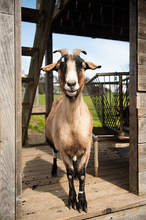 Goats_LR_2023_14