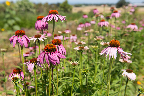 BeesnBlooms_LR_2023_56