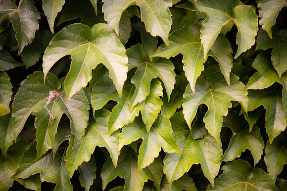 DETAILS_35_SM