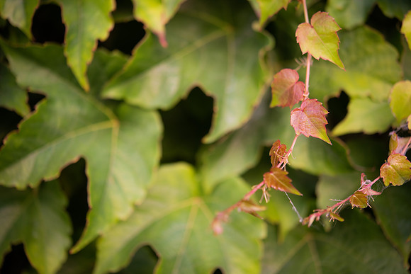 DETAILS_55