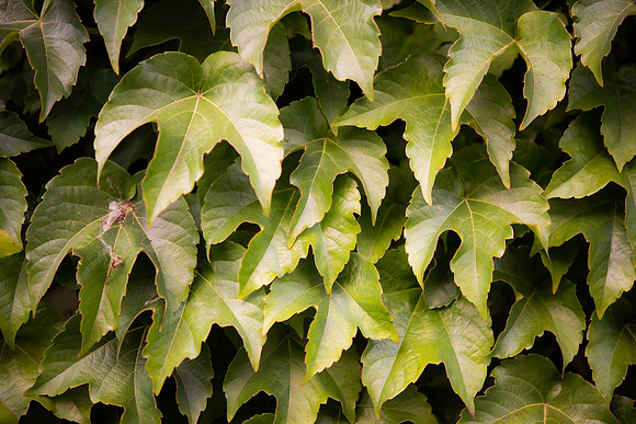 DETAILS_35