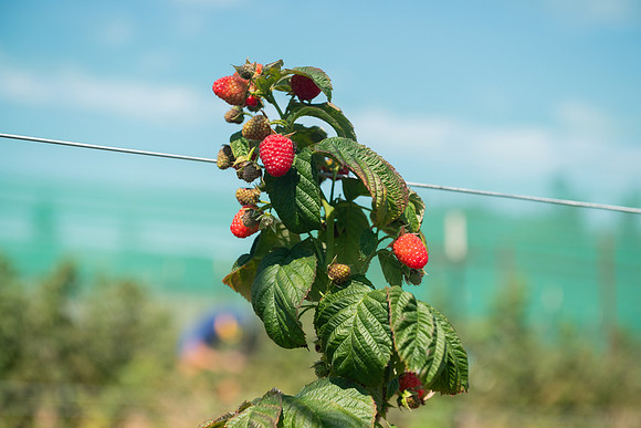 BoringFarms_30