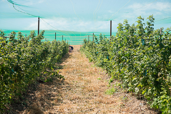 BoringFarms_26