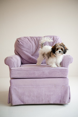 PETS_01