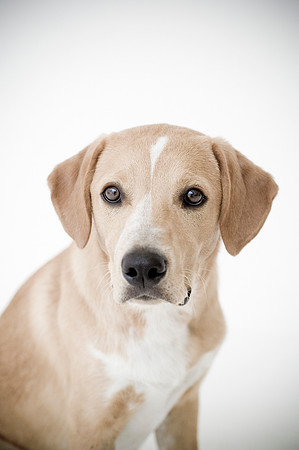 PETS_03