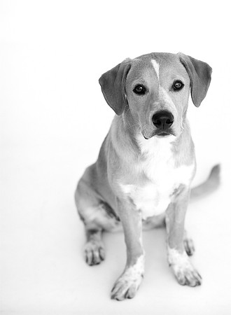 PETS_04