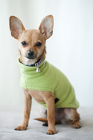 PETS_05
