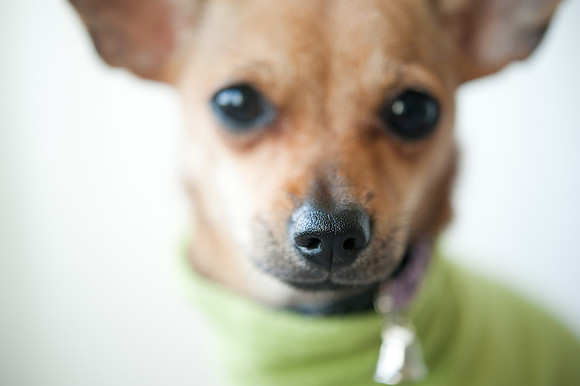 PETS_06