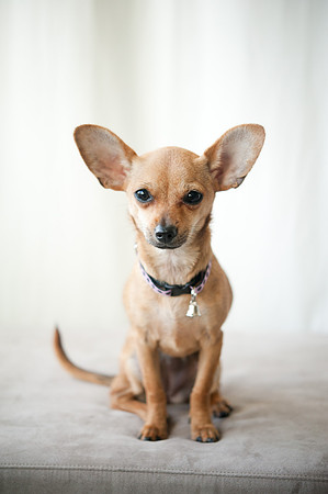 PETS_07