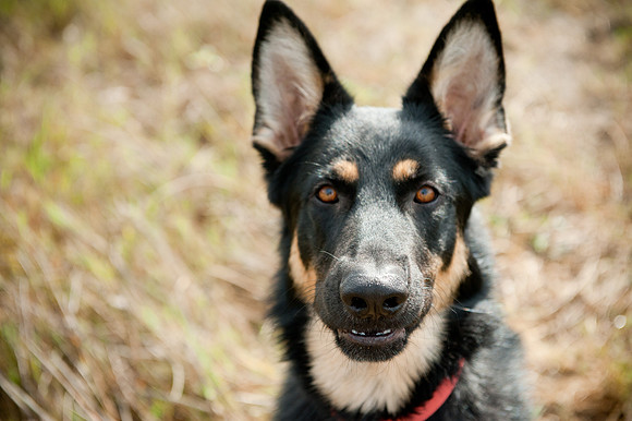 PETS_08