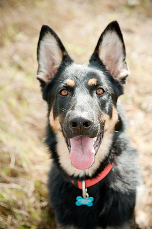PETS_09