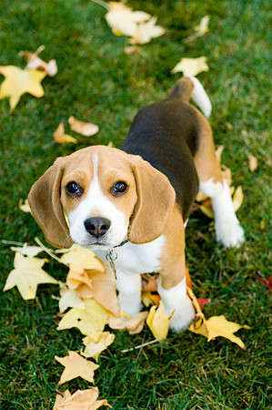 PETS_11