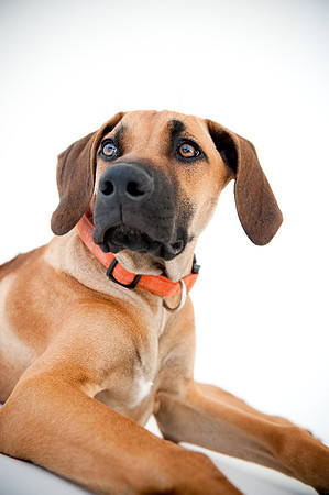 PETS_13