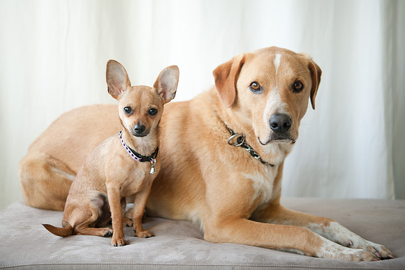 PETS_14