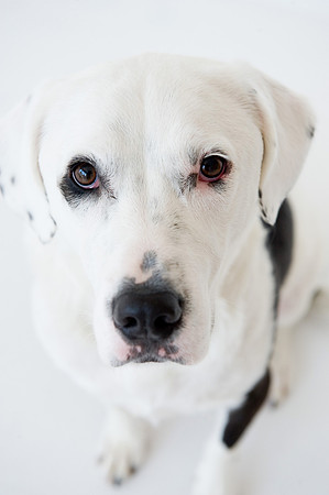 PETS_15