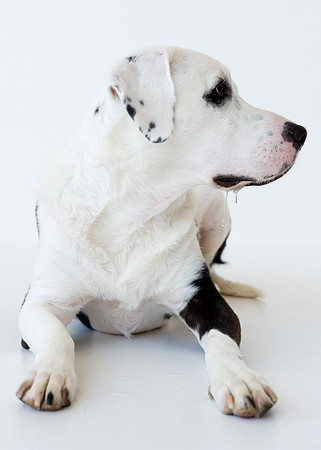 PETS_16