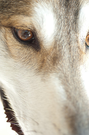 PETS_17