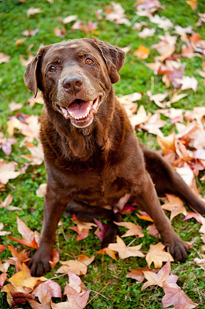 PETS_18