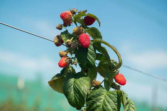 BoringFarms_31