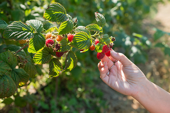 BoringFarms_35