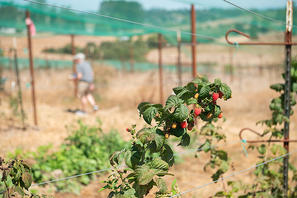 BoringFarms_21