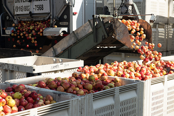 Manzana_01_LR_2023