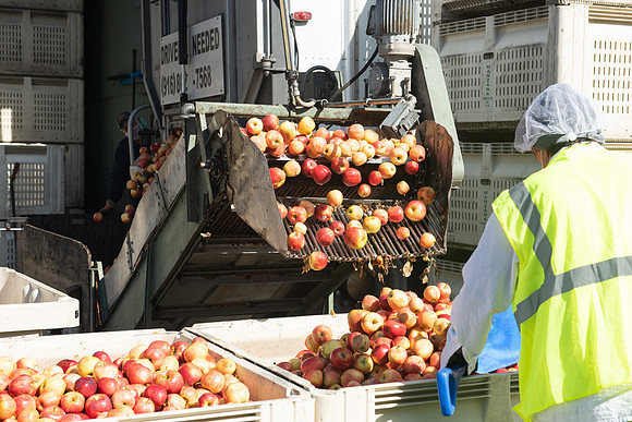 Manzana_02_LR_2023