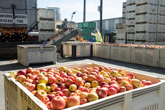 Manzana_03_LR_2023