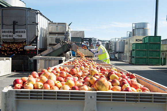 Manzana_04_LR_2023