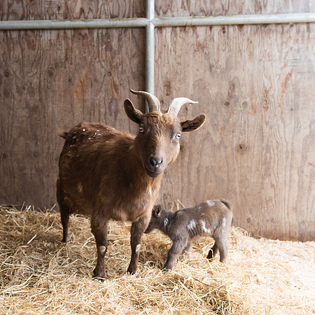 BabyGoats_LR_2023_05
