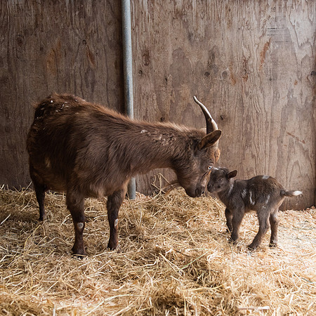 BabyGoats_LR_2023_04