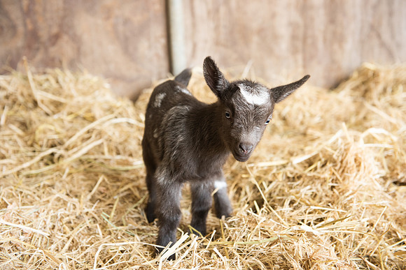 BabyGoats_LR_2023_07