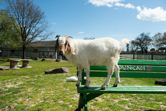 Goats_LR_2023_18