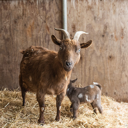 BabyGoats_LR_2023_06
