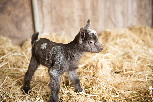 BabyGoats_LR_2023_08