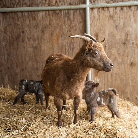 BabyGoats_LR_2023_09