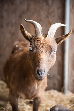BabyGoats_LR_2023_10