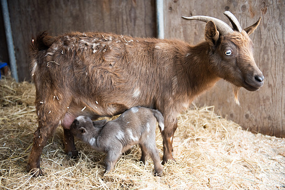 BabyGoats_LR_2023_12