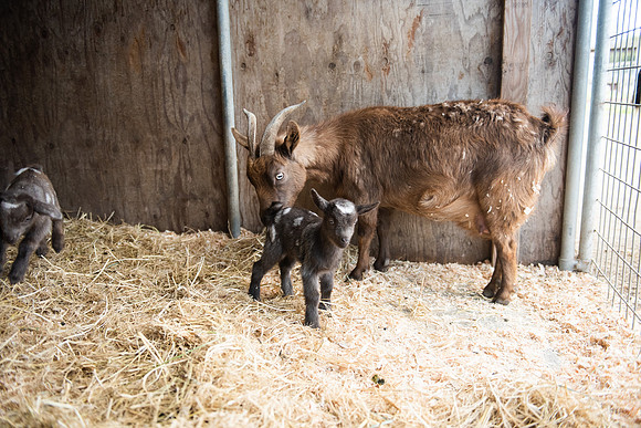 BabyGoats_LR_2023_13