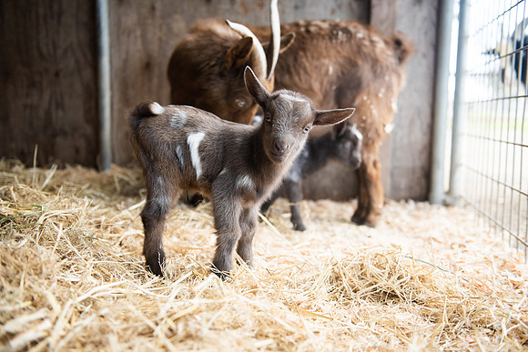 BabyGoats_LR_2023_14