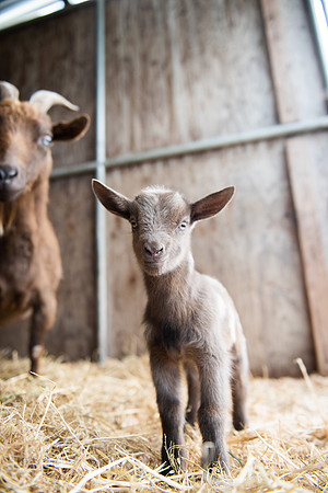 BabyGoats_LR_2023_15