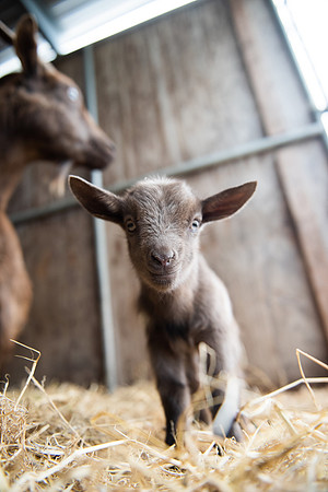 BabyGoats_LR_2023_16