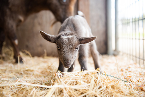 BabyGoats_LR_2023_18