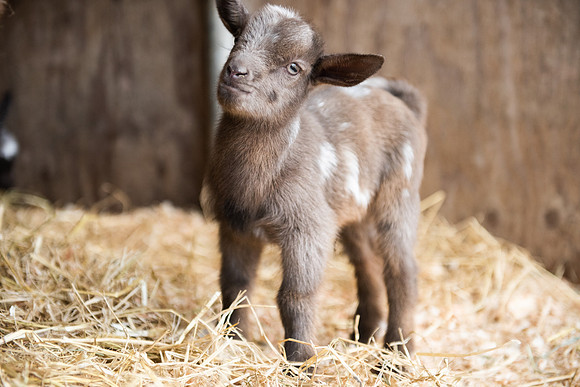 BabyGoats_LR_2023_17