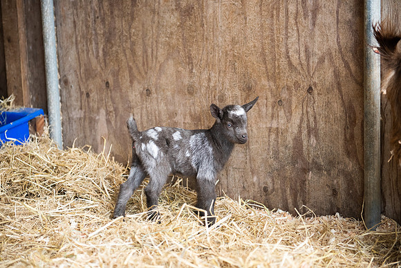 BabyGoats_LR_2023_19