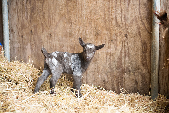 BabyGoats_LR_2023_20