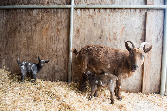 BabyGoats_LR_2023_21