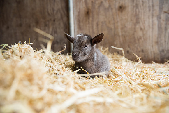 BabyGoats_LR_2023_22