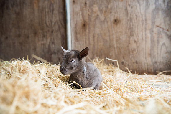 BabyGoats_LR_2023_23